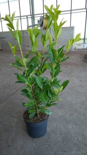 Prunus laurocerasus 'Rotundifolia' - Babérmeggy