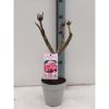 Plumeria rubra - Frangipáni
