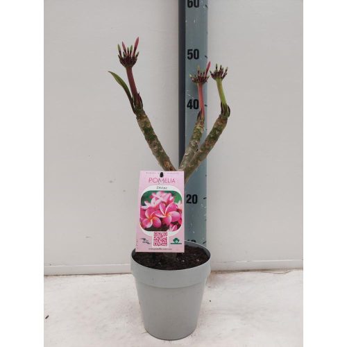 Plumeria rubra - Frangipáni