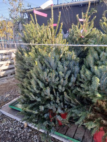 Picea omorika – Szerb lucfenyő (konténerben)