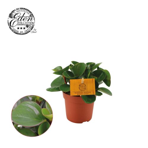 Peperomia 'Obtipan Green' - Törpebors