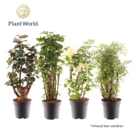 Polyscias mix - Árnyákarália