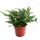 Polystichum tsus-simense (Winterhard) - Koreai sziklapáfrány