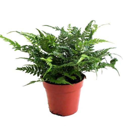 Polystichum tsus-simense (Winterhard) - Koreai sziklapáfrány