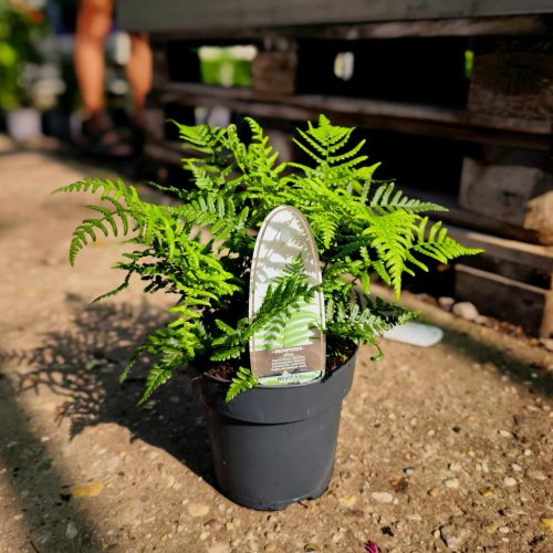 Polystichum tsus-simense (Winterhard) - Koreai sziklapáfrány 