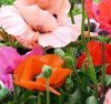 Papaver Orientale 'Pizzicato' - Kerti mák