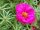 Portulaca umbraticola 'Purple star' - Futó porcsinrózsa