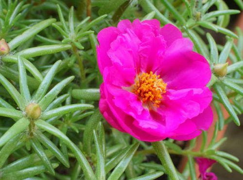 Portulaca umbraticola 'Purple star' - Futó porcsinrózsa