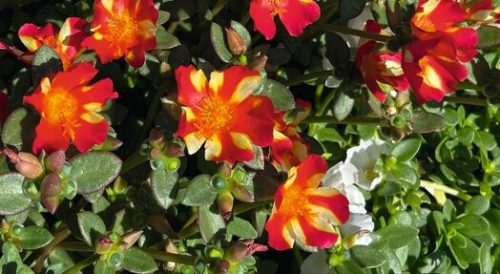 Portulaca umbraticola 'Red star' - Futó porcsinrózsa