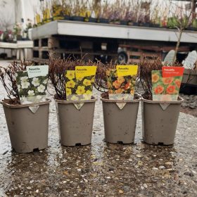 Potentilla mix - Cserjés pimpó mix (11cm)