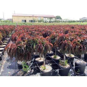   Prunus persica 'Nana Crimson Bonfire' – Törpe díszőszibarackfa