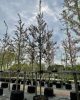 Prunus padus 