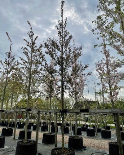 Prunus padus 