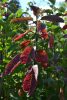 Prunus padus 