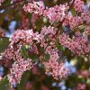 Prunus padus 