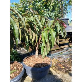   Prunus persica 'Nana Crimson Bonfire' – Törpe díszőszibarackfa