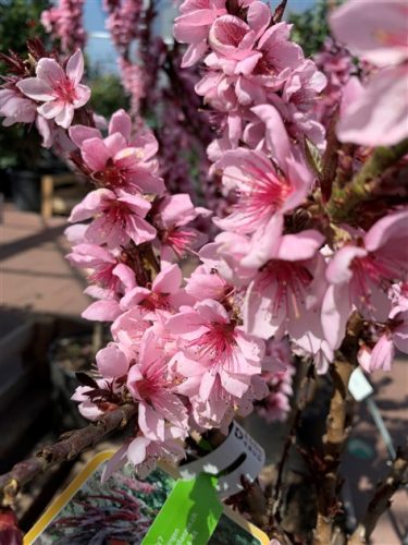 Prunus persica 'Nana Crimson Bonfire' – Törpe díszőszibarackfa