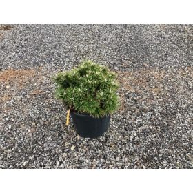 Pinus mugo 'Benjamin' - Havasi törpefenyő