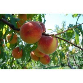   Prunus persica 'cresthaven' - Őszibarack konténeres vadőszi alanyon