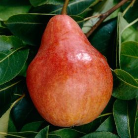   Pyrus 'Piros Vilmos' körte vadkörte alanyon - konténeres