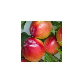   Prunus persica var. nucipersica 'Andósa' - Nektarin konténeres (vadőszi)