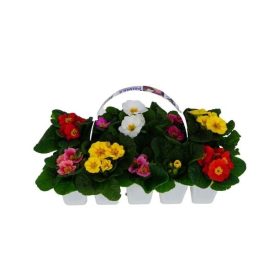 Primula acaulis - Kankalin (10-es pakk)