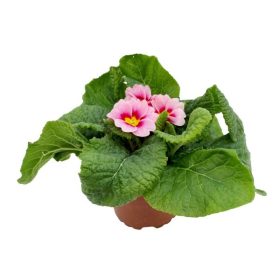 Primula 'Apfelblüte / appleblossom' - Kankalin