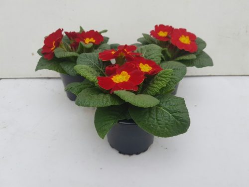 Primula acaulis - Kankalin