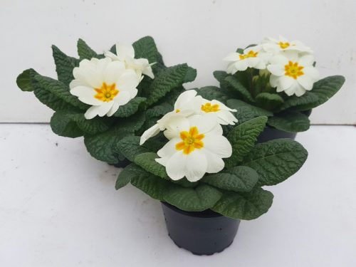 Primula acaulis - Kankalin