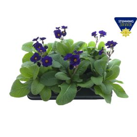 Primula elatior 'Stella mix' - Kankalin