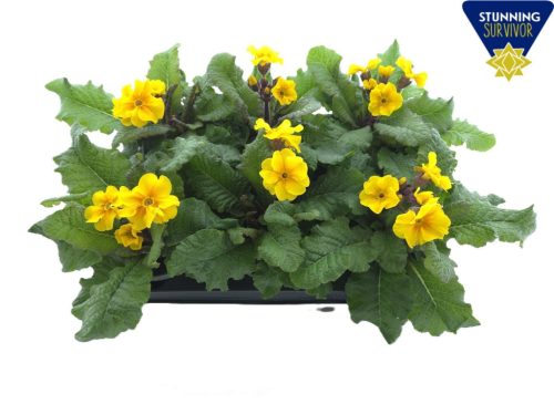 Primula elatior 'Stella mix' - Kankalin