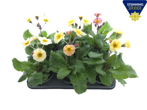 Primula elatior 'Stella mix' - Kankalin