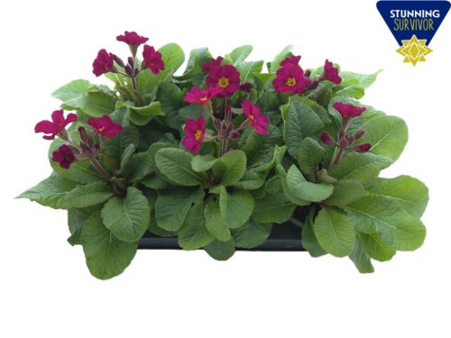 Primula elatior 'Stella mix' - Kankalin