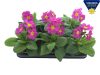 Primula elatior 'Sibel' - Kankalin