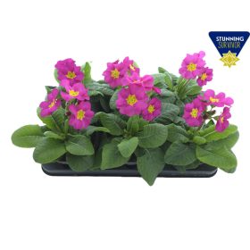 Primula elatior 'Sibel' - Kankalin