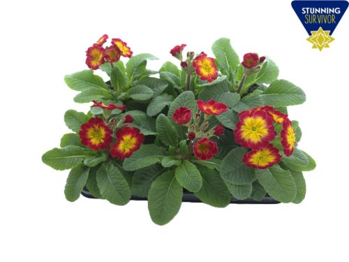 Primula elatior 'Sibel' - Kankalin