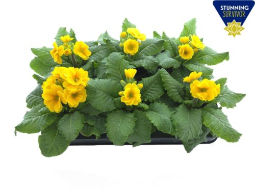 Primula elatior 'Sibel' - Kankalin