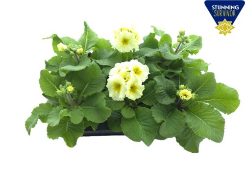 Primula elatior 'Sibel' - Kankalin