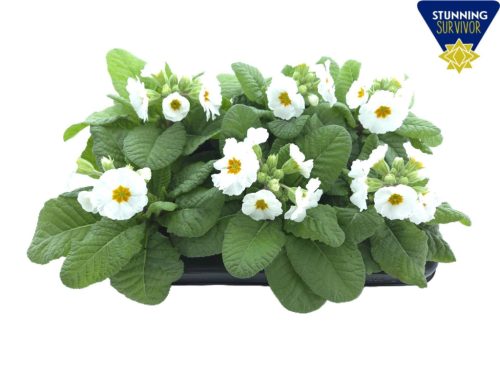 Primula elatior 'Sibel' - Kankalin