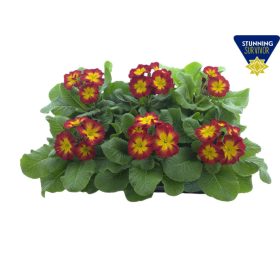 Primula elatior 'Perola' - Kankalin