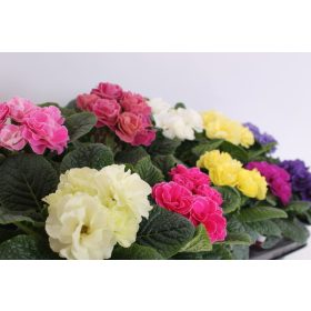 Primula rubens – Vörös kankalin