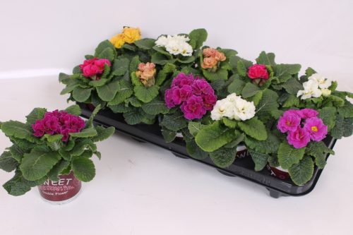 Primula rubens – Vörös kankalin