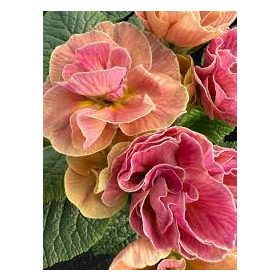 Primula rubens 'Antique' – Vörös kankalin