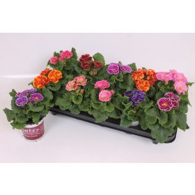 Primula acaulis 'Sirococco mix' - Kankalin