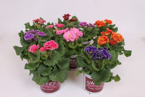 Primula acaulis 'Sirococco mix' - Kankalin