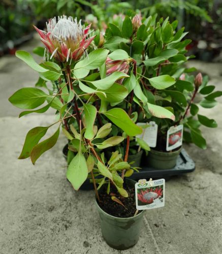 Protea 'Little prince' - Cukorcserje