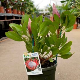 Protea - Cukorcserje 'Little Prince'