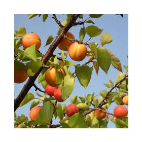 Prunus armeniaca "Ligeti óriás" - Kajszibarackfa