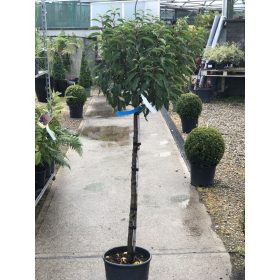   Prunus lusitanica 'Angustifolia' – Portugál babérmeggy (törzses)