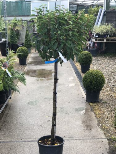 Prunus lusitanica 'Angustifolia' – Portugál babérmeggy (törzses)
